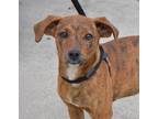 Adopt Janie a Brindle - with White Beagle / Mixed Breed (Medium) / Mixed dog in