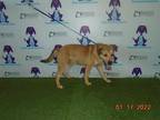 Adopt BROWNIE a Tan/Yellow/Fawn - with Black German Shepherd Dog / Mixed dog in