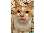 Adopt Buzby a Orange or Red Domestic Shorthair / Domestic Shorthair / Mixed