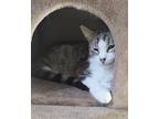 Adopt Neptune a Gray, Blue or Silver Tabby Domestic Shorthair (short coat) cat