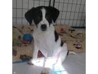 Adopt Jill a Labrador Retriever / Bluetick Coonhound dog in Santa Rosa