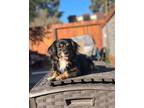 Adopt Kodak a Dachshund / Mixed dog in Santa Rosa, CA (33683113)
