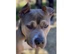 Adopt Shorty a Staffordshire Bull Terrier dog in Jackson, GA (33683845)