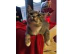Adopt Amora a Gray or Blue Domestic Shorthair / Domestic Shorthair / Mixed cat