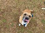 Adopt LUNA a Tan/Yellow/Fawn Mixed Breed (Medium) / Mixed dog in Charlotte
