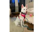 Adopt Allie a White Jindo / Mixed dog in LONG ISLAND CITY, NY (33683563)