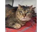 Adopt Roo a Brown or Chocolate Domestic Shorthair / Domestic Shorthair / Mixed