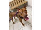 Adopt Graham a Brown/Chocolate Pit Bull Terrier / Mixed dog in Charlotte