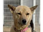 Adopt Jimmy a Jindo / Mixed dog in San Ramon, CA (33683462)