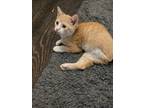 Adopt 5595 Trippi a Orange or Red (Mostly) Domestic Shorthair / Mixed cat in