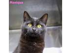 Adopt Moniqua a Domestic Shorthair / Mixed (short coat) cat in Lagrange