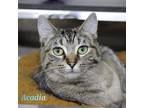 Adopt Acadia a Domestic Shorthair / Mixed (short coat) cat in Lagrange