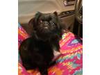 Adopt Gypsy A Black Pekingese / Mixed Dog In Bonifay, FL (33683439)