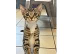 Adopt Marbles a Domestic Shorthair / Mixed (short coat) cat in Fort Myers
