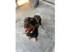 Adopt Sprinkler a Mixed Breed (Medium) / Mixed dog in Ocala, FL (33683396)