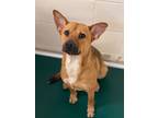 Adopt Hanalei a Mixed Breed (Medium) / Mixed dog in Ocala, FL (33683388)