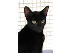 Adopt Evie a Domestic Shorthair / Mixed (short coat) cat in Ocala, FL (33683387)