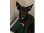 Adopt Captain a Mixed Breed (Medium) / Mixed dog in Ocala, FL (33683383)