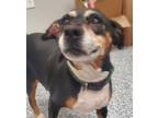 Adopt Poncho a Boxer / Rat Terrier / Mixed dog in Angola, IN (33683340)