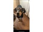 Adopt Arkham a Black - with White Bluetick Coonhound / Rottweiler / Mixed dog in