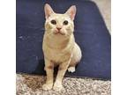 Adopt Push Pin A Domestic Shorthair / Mixed Cat In Austin, TX (33683091)