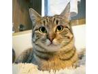 Adopt Kara A Domestic Shorthair / Mixed Cat In Austin, TX (33683081)