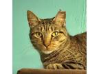Adopt Patronus A Domestic Shorthair / Mixed Cat In Austin, TX (33683074)