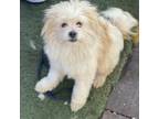 Adopt Canelo a Shih Tzu / Mixed dog in San Pablo, CA (33683056)