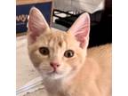 Adopt Macaroni a Tan or Fawn Tabby Domestic Shorthair / Mixed cat in League
