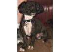 Adopt Cash #2 a Black Shih Tzu / Mixed dog in Umatilla, FL (32557272)