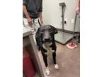 Adopt Bruno a Black Labrador Retriever / Mixed dog in Florence, AL (33682964)
