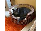 Adopt Io a Gray or Blue Domestic Shorthair / Mixed cat in Wakefield