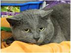 Adopt Theon Greyjoy a Domestic Shorthair / Mixed cat in Kalamazoo, MI (33683032)