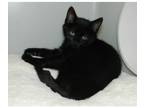 Adopt Letta a Domestic Shorthair / Mixed cat in Kalamazoo, MI (33683031)