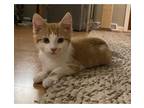 Adopt Nemo a Domestic Shorthair / Mixed cat in Kalamazoo, MI (33683026)