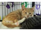 Adopt Oliver a Domestic Shorthair / Mixed cat in Kalamazoo, MI (33683023)