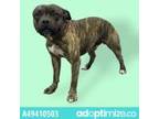 Adopt 49410503 a Brown/Chocolate Pit Bull Terrier / Mixed dog in El Paso
