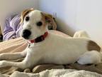 Adopt PUPPY THOR a Hound (Unknown Type) / Mixed dog in Charlotte, NC (33682759)