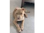 Adopt Pacino a Tan/Yellow/Fawn - with White American Pit Bull Terrier / Mixed