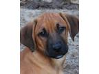 Adopt Odin a Brown/Chocolate - with Black Hound (Unknown Type) / Mixed dog in