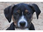 Adopt Treyton a Tricolor (Tan/Brown & Black & White) Labrador Retriever / Mixed
