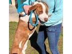 Adopt Dunkin a White - with Tan, Yellow or Fawn Hound (Unknown Type) / American