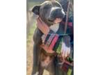 Adopt Athena a Gray/Silver/Salt & Pepper - with White Pit Bull Terrier / Mixed