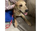 Adopt Percy a Golden Retriever / Labrador Retriever / Mixed dog in Milton