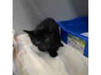 Adopt Pie a All Black Domestic Shorthair / Mixed cat in St.