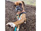 Adopt Rocky a Brown/Chocolate Boxer / Mixed dog in Seattle, WA (33679155)