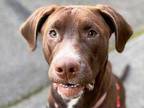 Adopt Mushu a Brown/Chocolate Pointer / Labrador Retriever / Mixed dog in
