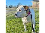 Adopt Rose a White - with Tan, Yellow or Fawn Hound (Unknown Type) / Mixed dog