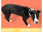 Adopt 49404841 a Black Border Terrier / Mixed dog in El Paso, TX (33682620)