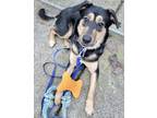 Adopt Benny a Black - with Tan, Yellow or Fawn German Shepherd Dog / Labrador